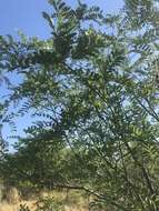 صورة Cassia abbreviata subsp. beareana (Holmes) Brenan