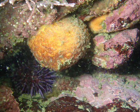 Image of orange rough ball horny sponge