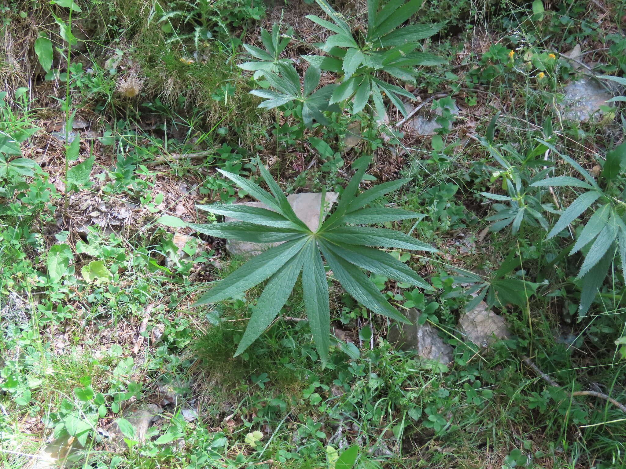 Image of Helleborus viridis subsp. occidentalis (Reuter) Schifner