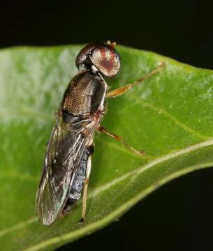 Image of Cephalochrysa calopa (Bigot 1879)