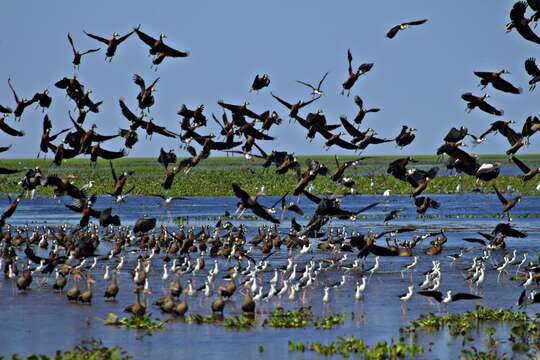 Image of White-faced Whistling Duck