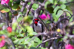 Image of Red-capped Cardinal