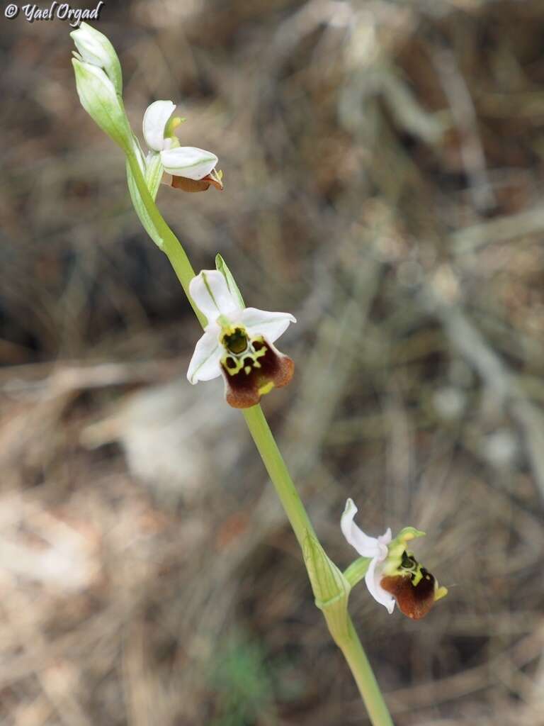 Image of Ophrys fuciflora subsp. bornmuelleri (M. Schulze) B. Willing & E. Willing