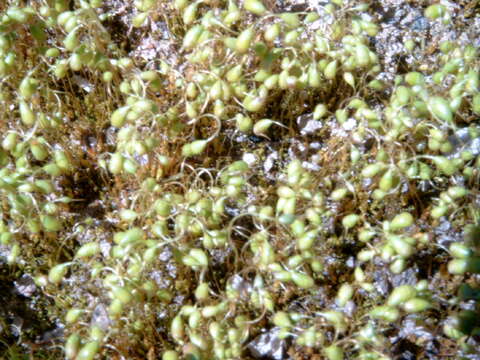 Image of Cord Moss