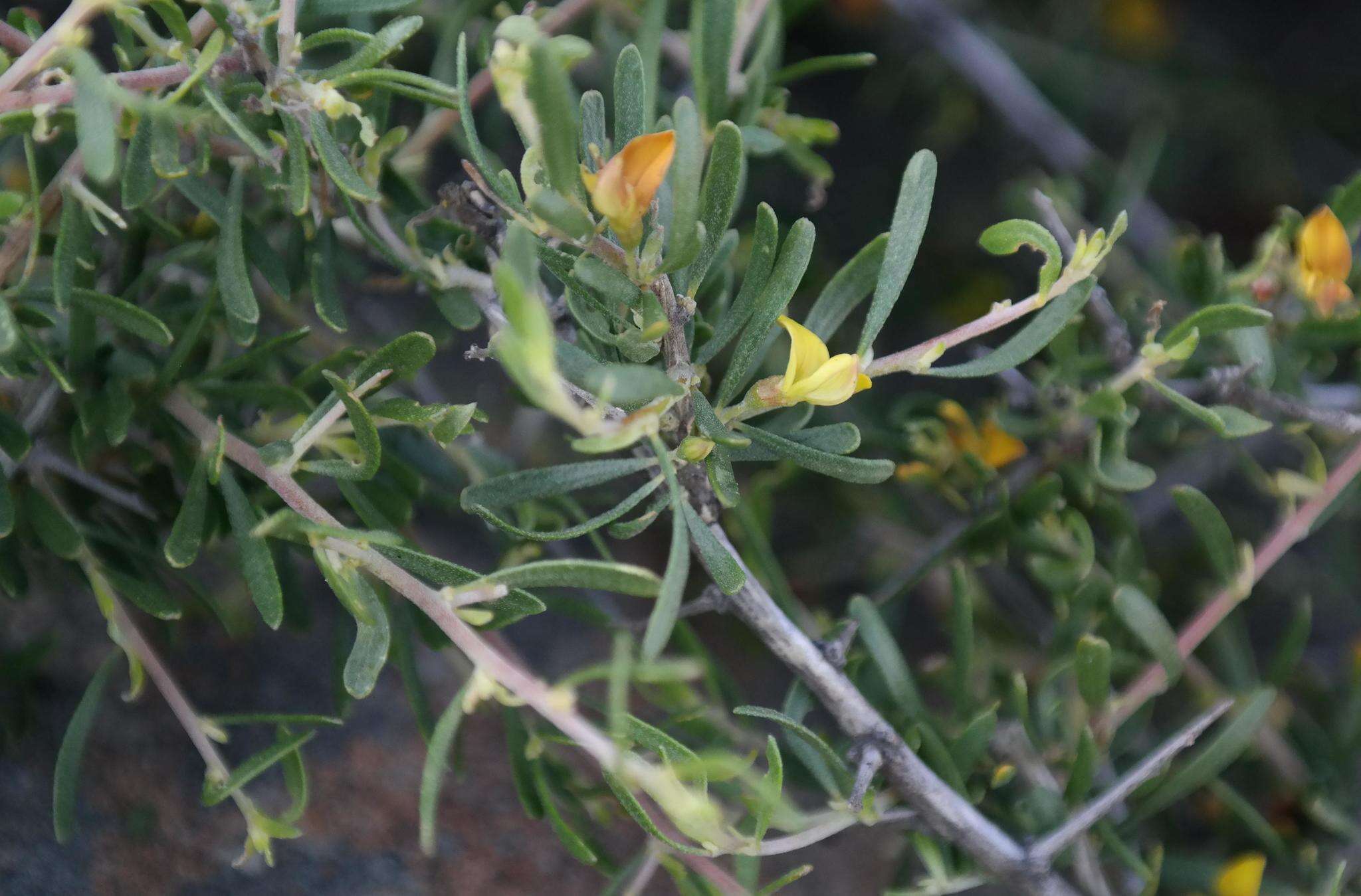 Image of Aspalathus spinosa subsp. obtusata (Thunb.) R. Dahlgren