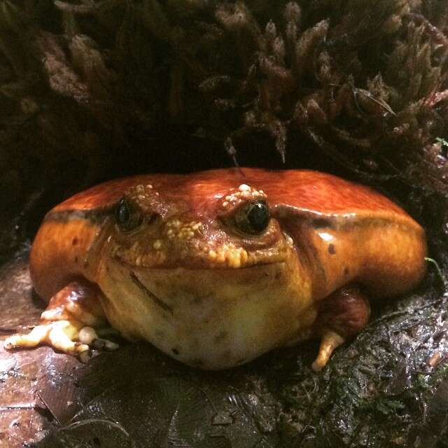 假番茄蛙的圖片
