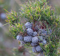 Image of Allocasuarina misera L. A. S. Johnson