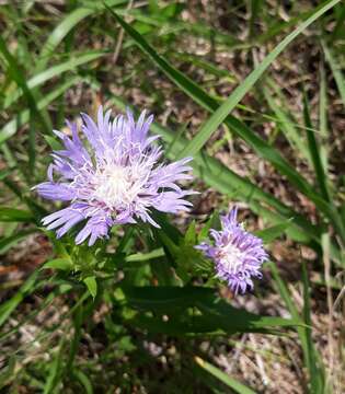 Image of Stokesia