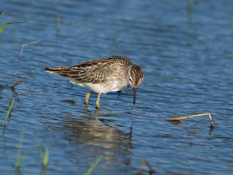 Image of Long-toed Stint