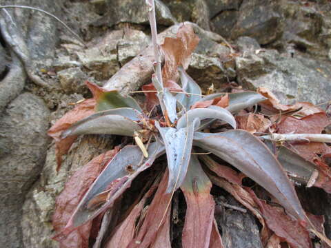 Image of Thompsonella platyphylla Rose