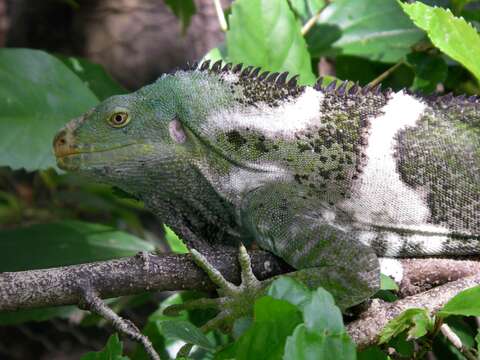 Слика од Brachylophus Cuvier 1829