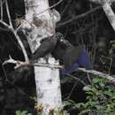 Image of Dusky Parrot