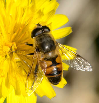 Image of drone fly