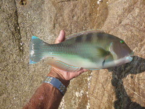 Image of Blue Tuskfish