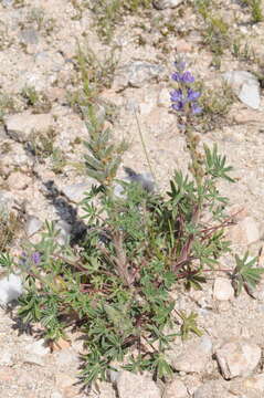 Image of <i>Lupinus honoratus</i>