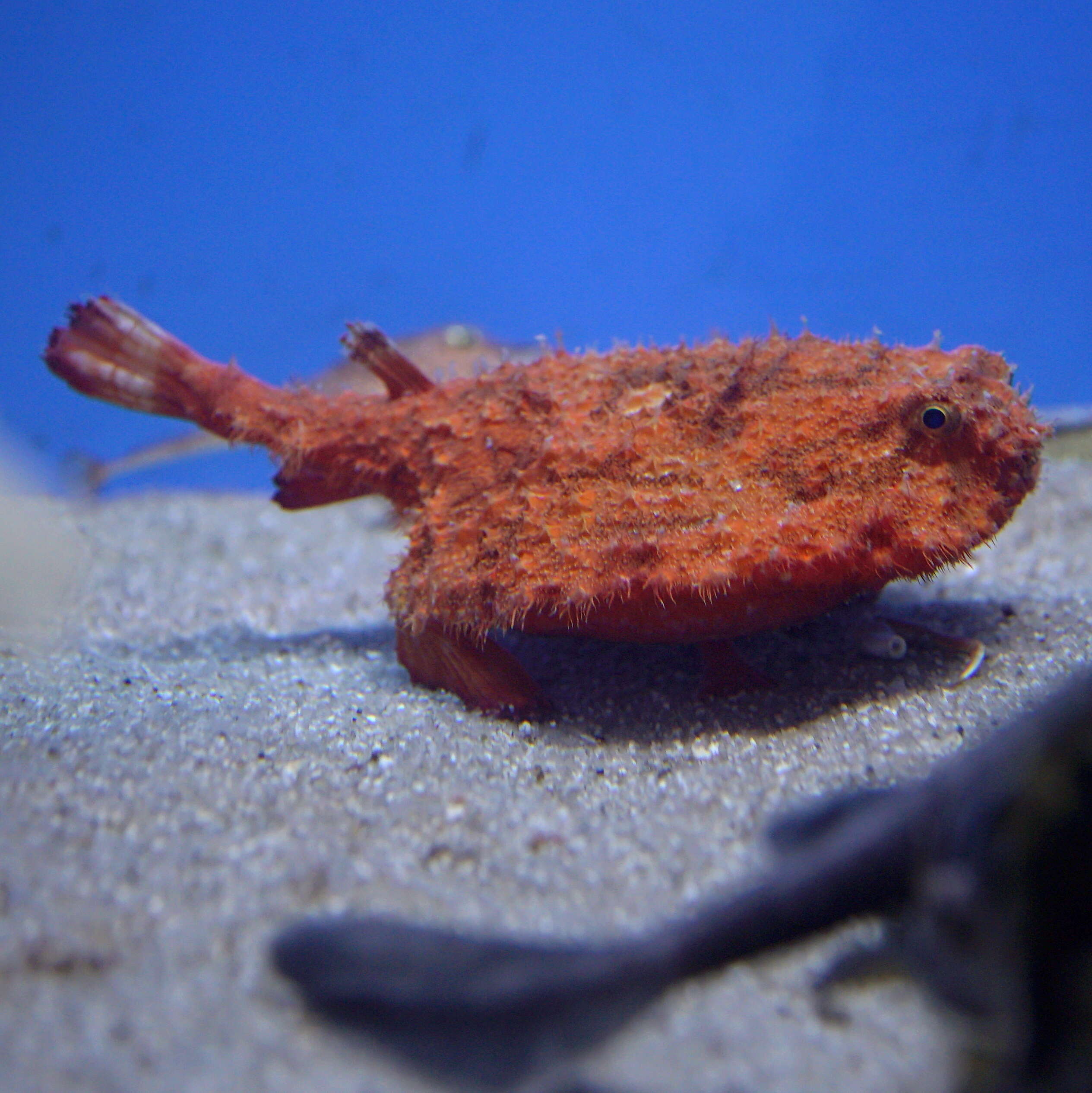 Image of Starry handfish