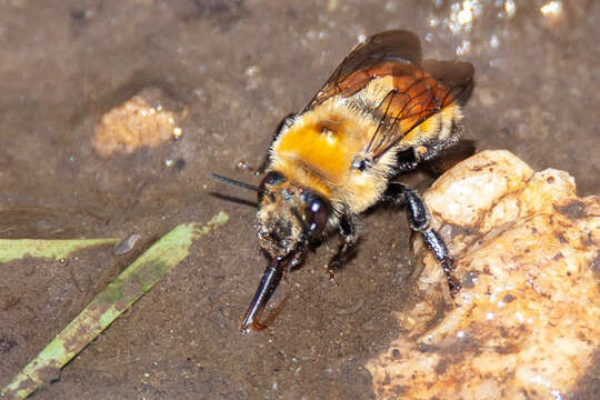 Image of Bumble-bee-mimic Anthophora