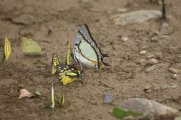 Imagem de Polyura eudamippus Doubleday 1843