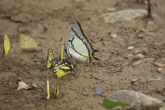 Imagem de Polyura eudamippus Doubleday 1843