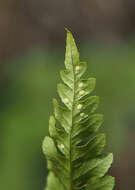 Polypodium amorphum Suksdorf的圖片