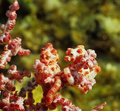 Image of Bargibant's Seahorse