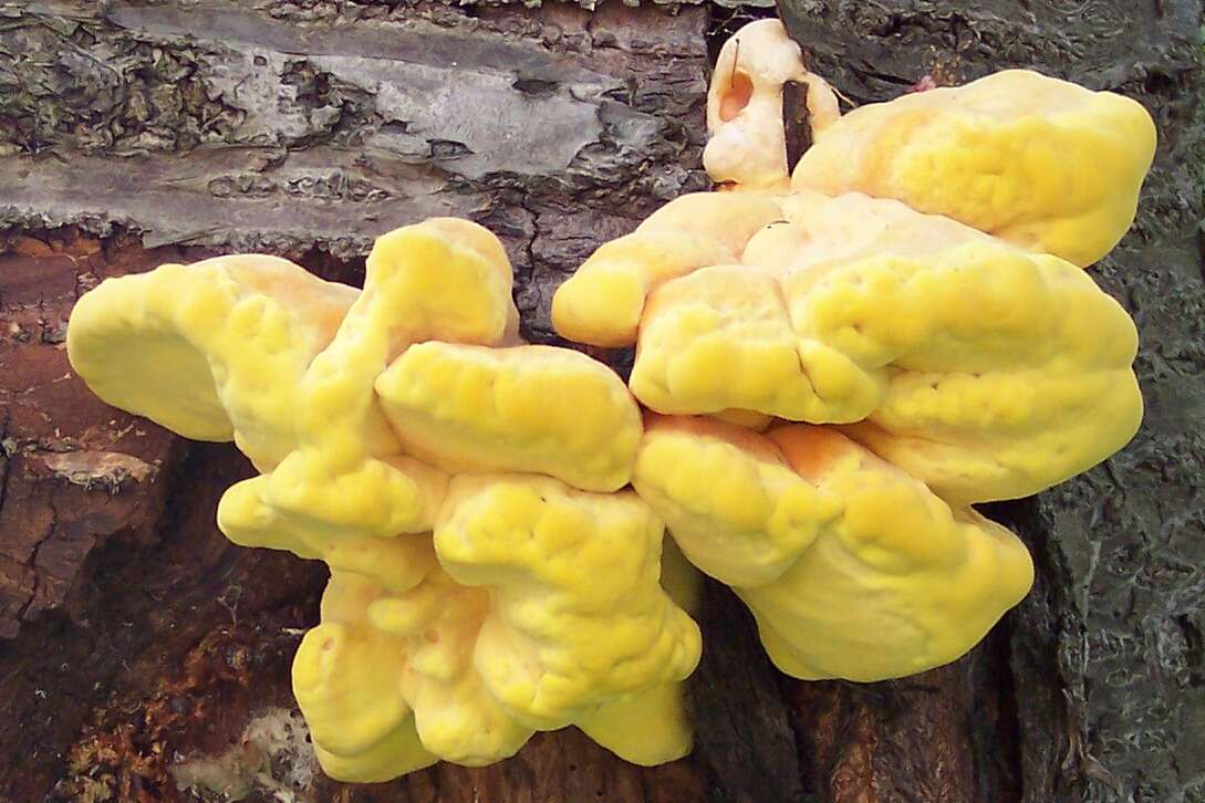 Image of Bracket Fungus