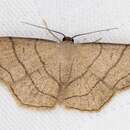 Scopula mecysma Swinhoe 1894的圖片