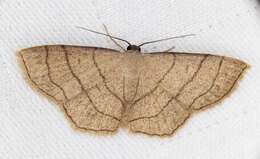 Image of Scopula mecysma Swinhoe 1894