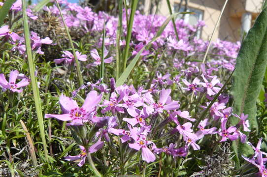 Image of moss phlox