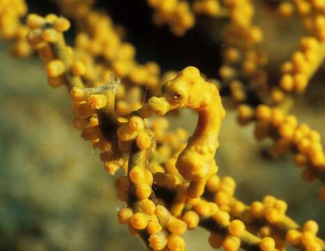 Image of Denise's Pygmy Seahorse