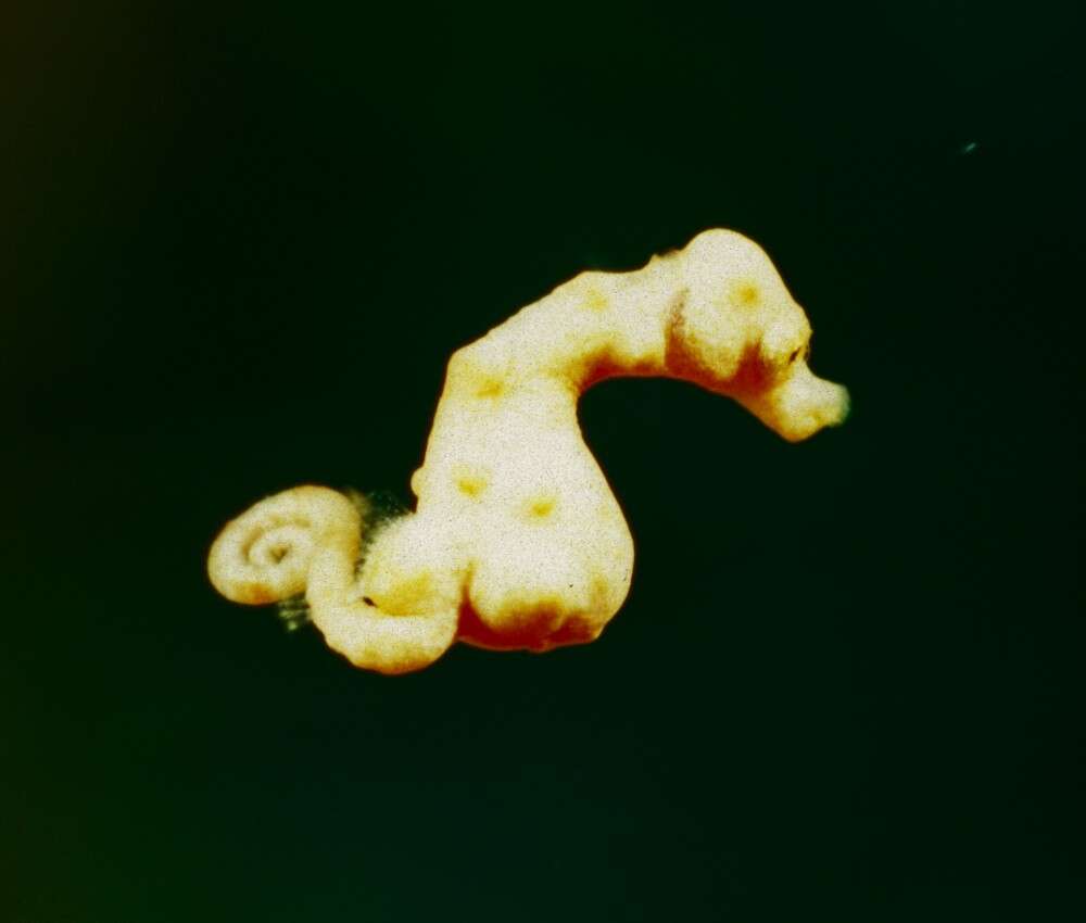 Image of Denise's Pygmy Seahorse