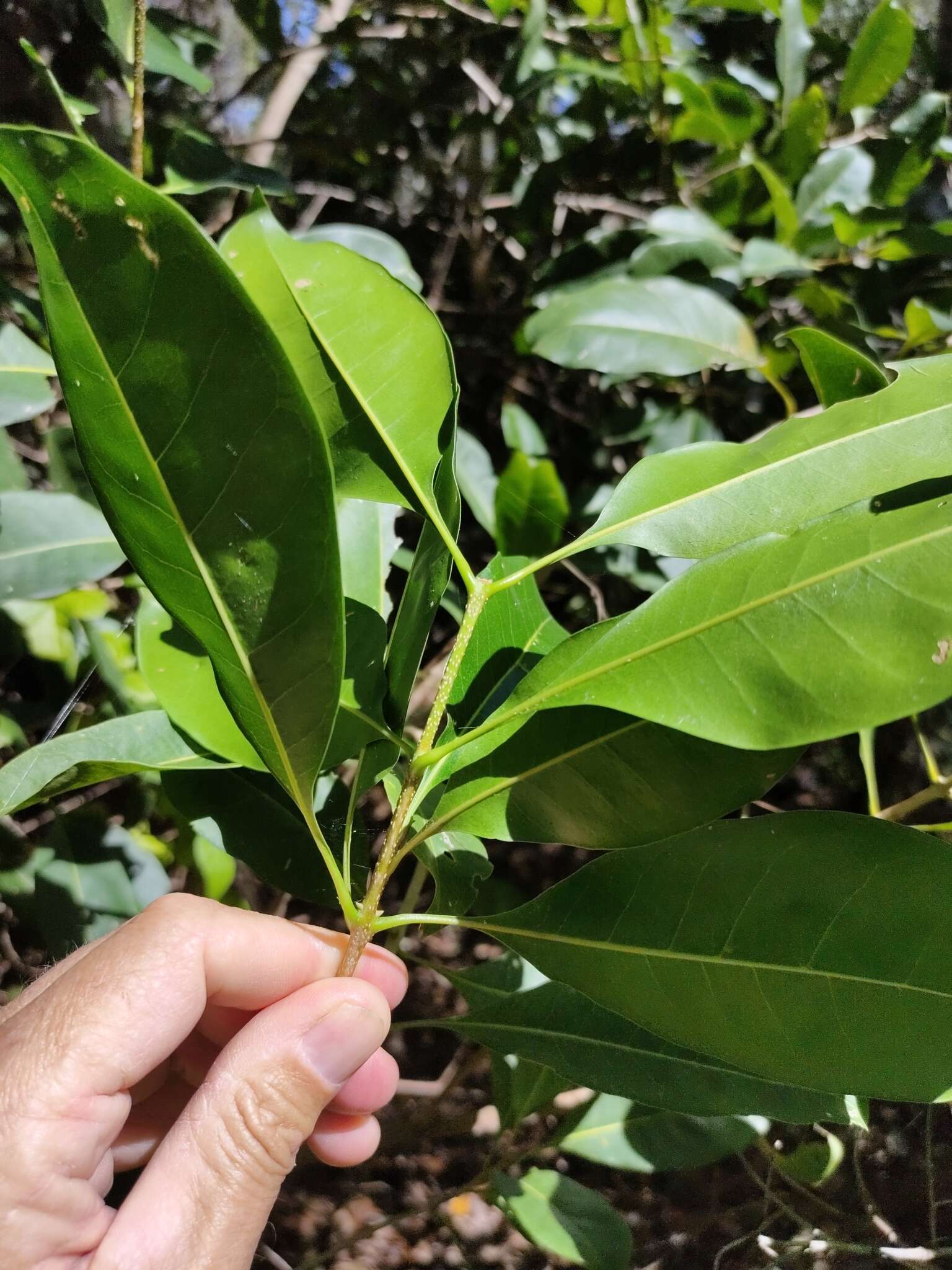 Image de Chionanthus ramiflorus Roxb.