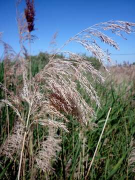 Image of common reed