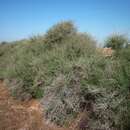 Image of shrubby Russian thistle