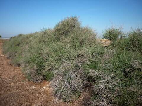 Image of shrubby Russian thistle