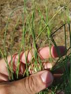 Image of Equisetum ramosissimum subsp. ramosissimum