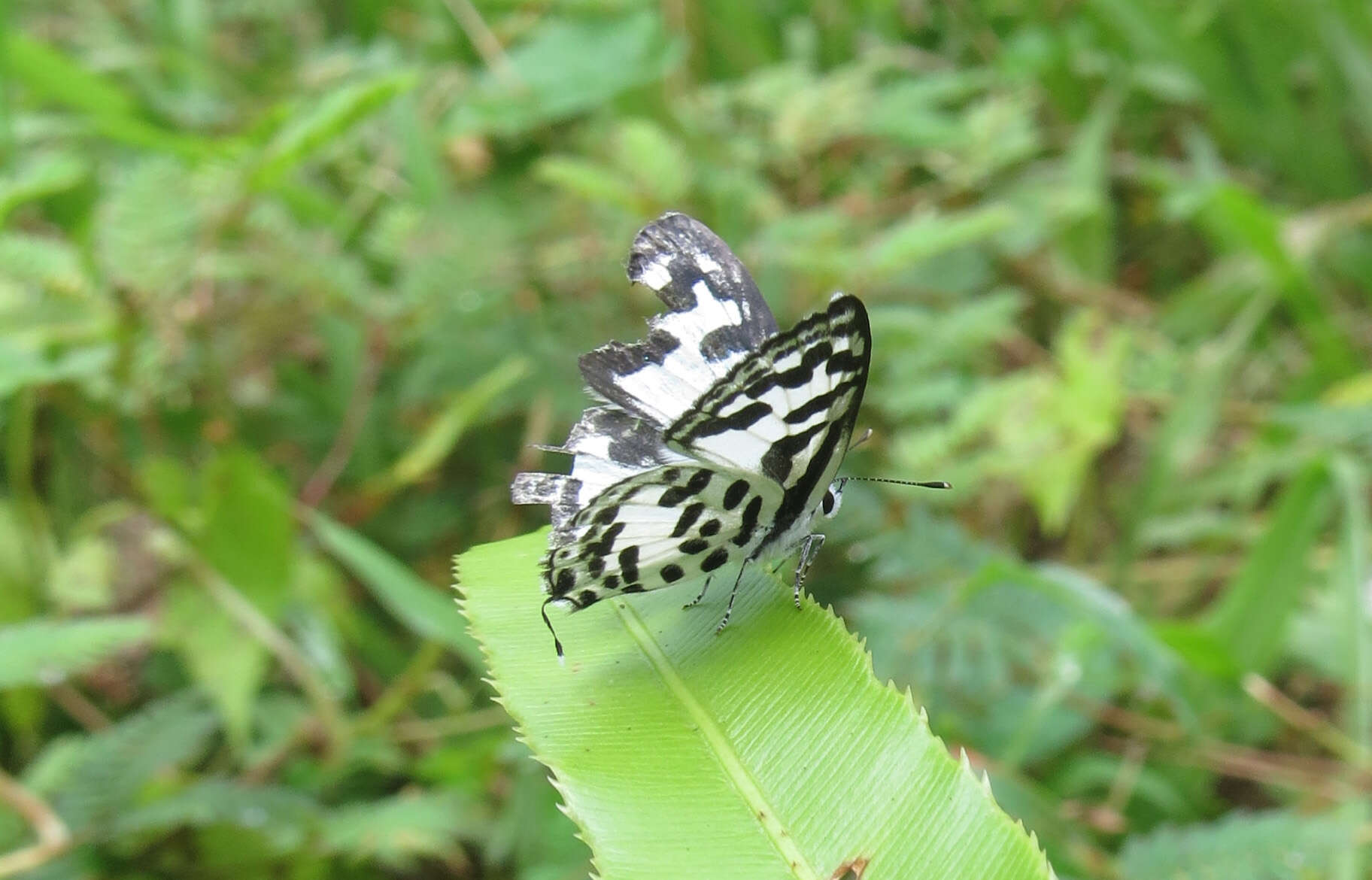 Image of Common Pierrot