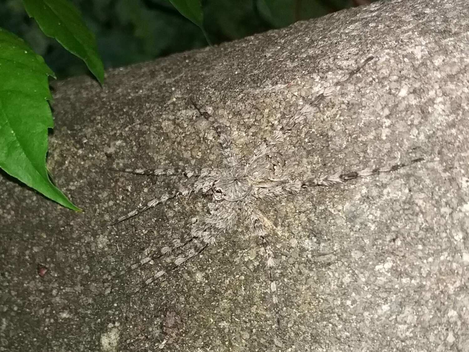 Image of Whitebanded Fishing Spider