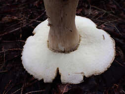 Image of Boletus atkinsonii Peck 1905