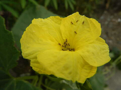 Image of sinkwa towelsponge