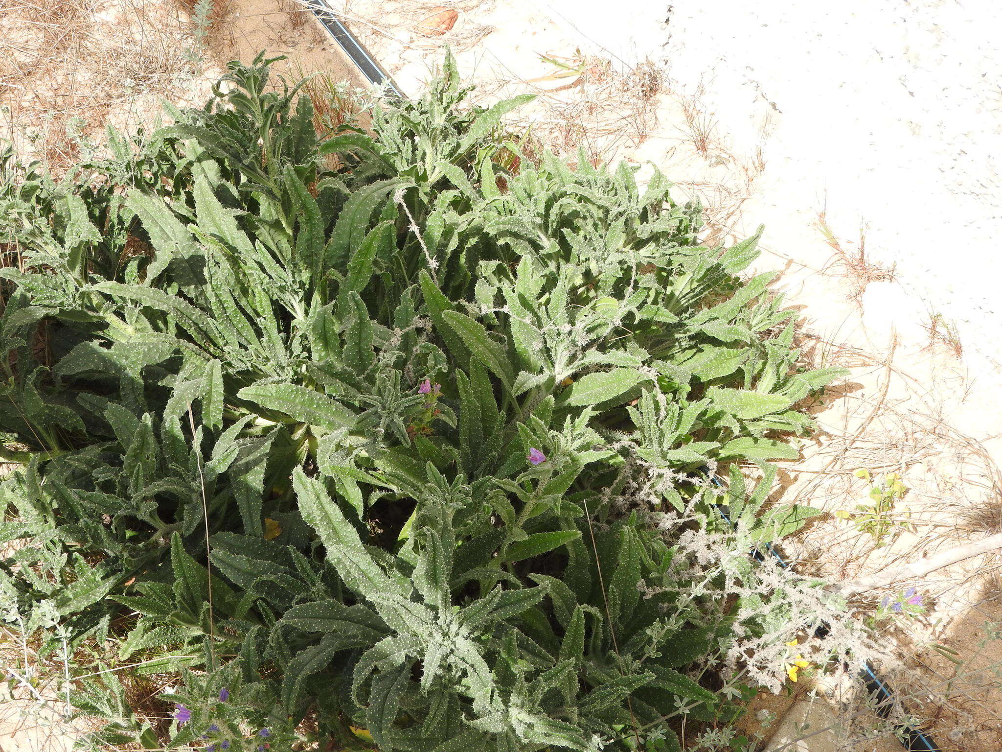 Image of Echium gaditanum Boiss.