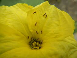 Image of sinkwa towelsponge