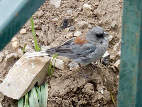 Image of Junco hyemalis dorsalis Henry 1858