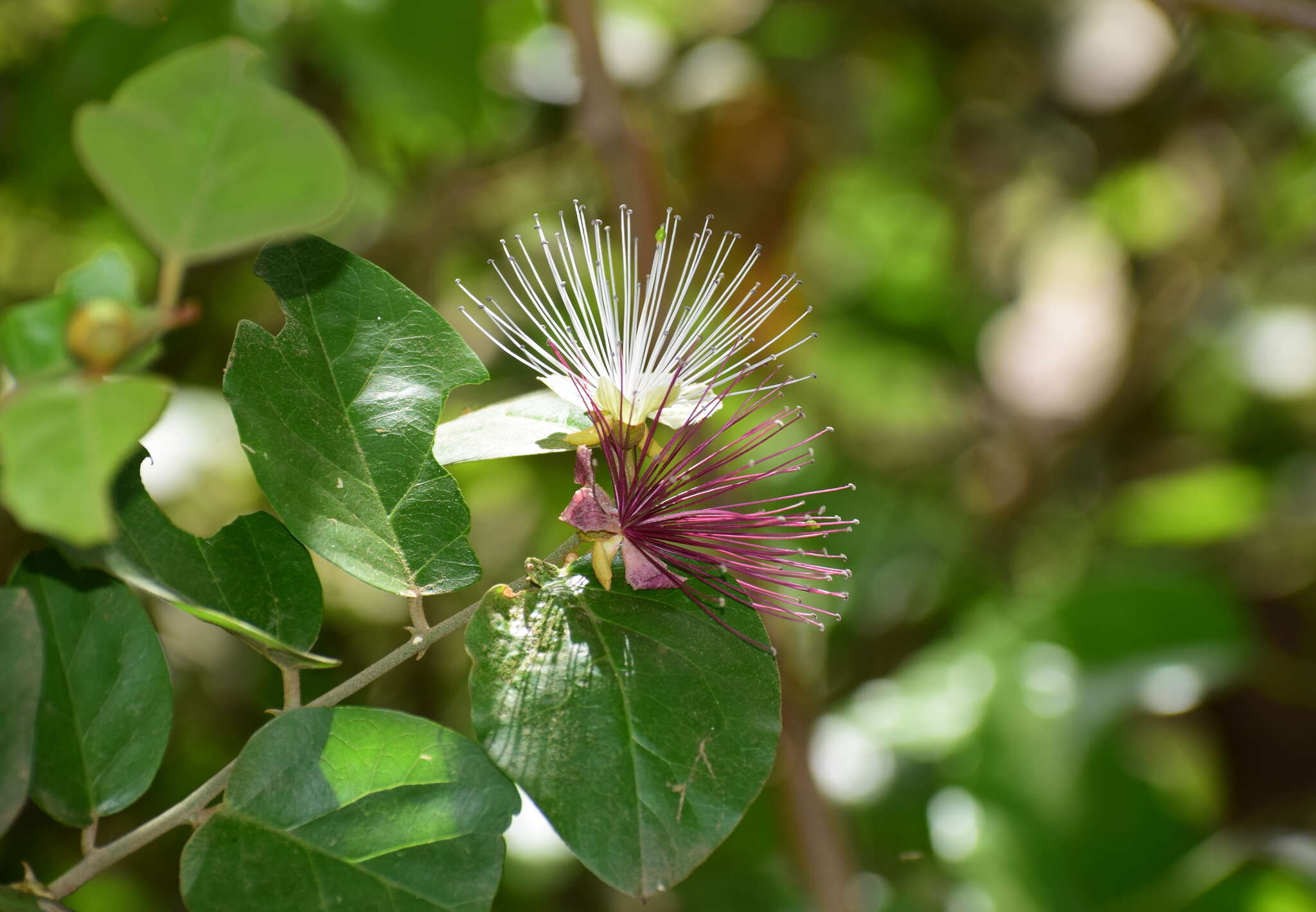 Capparis zeylanica L. resmi