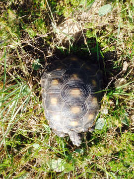 Image of Berlandier's Tortoise