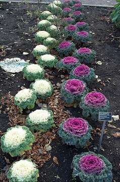 Image of white cabbage