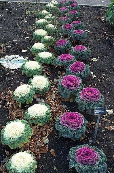 Image of white cabbage