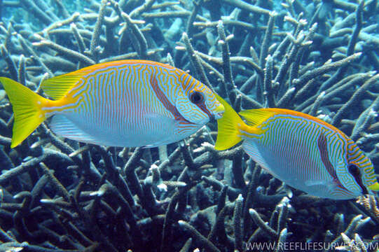 Image of Barred rabbitfish