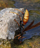 Image de Polistes comanchus de Saussure 1857