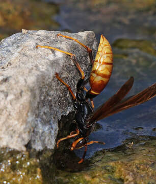 Image of Polistes comanchus de Saussure 1857